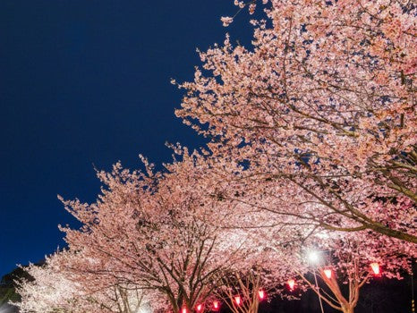 Hanami Nights at the Dallas Arboretum